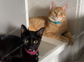 Mixed Domestic Kittens