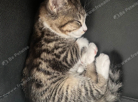 Loving & adorable kitten (6 months)