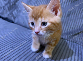 Kittens looking for forever home