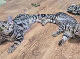 Only 2 Bengal Kittens Left &ndash; Don&rsquo;t Miss Out!&rdquo;