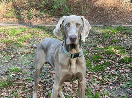 Weimaraner