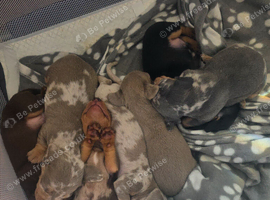 Beautiful mini dachshund puppies