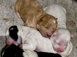 Shihpoo puppies