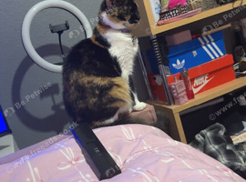 7 year old female