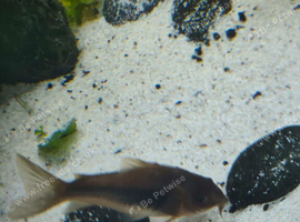 Corydoras