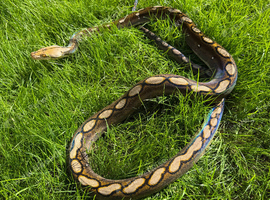 Bacan motley reticulated python