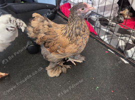 Bantum and Sussex pair (girls)