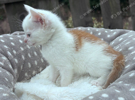 Last Kitten Available