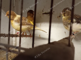 Border canaries for sale