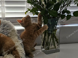 Kittens ready now