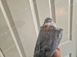 African grey