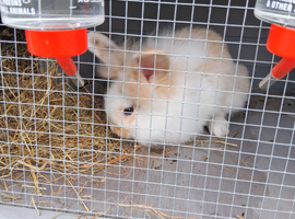 2 14 week old bunnys