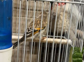 Goldfinch mule cockbird