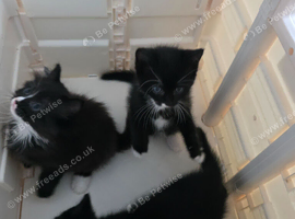 Kittens 2 girls
