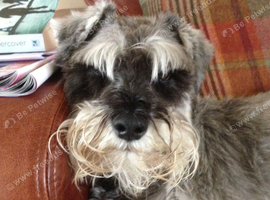 2-3 year old miniature schnauzer wanted