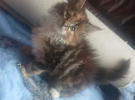 Maine coon x extra fluffy (only 1 left!)