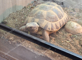 Hermanns tortoise