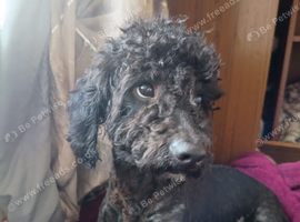 2yr old poodle male