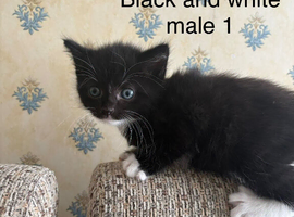 Two adorable brothers looking for their forever homes
