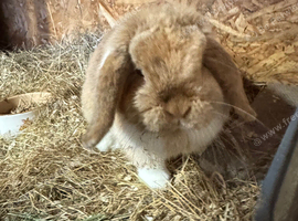 Mini lop pure bred doe