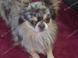 Male 2yr old chihuaha Dwkc miele