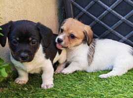 Mauxie ( Miniature Dachshund x Maltese )