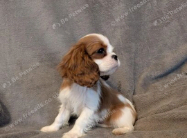 Gorgeous Cavalier King Charles Spaniel