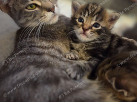 Kitten tabby (boy)