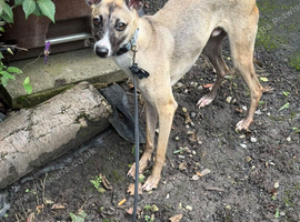 Whippet cross greyhound
