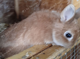 Netherland dwarf rabbits