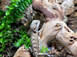 Rankins Dragons at Birmingham Reptiles