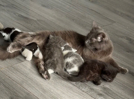 Adorable Persian Cross Kittens