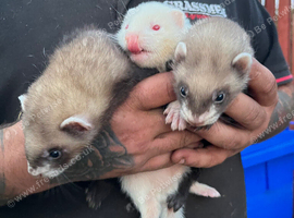 4 hob ferrets