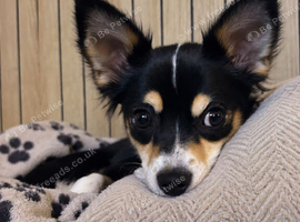 Olive - 6-Month-Old Deer Head Chihuahua - Looking for Her Forever Home