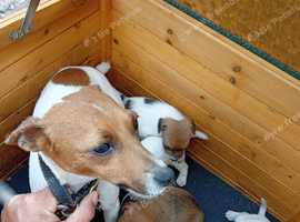 Miniature jack Russel
