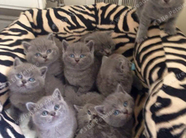 British short hair kittens