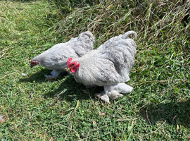 Pair of pekins