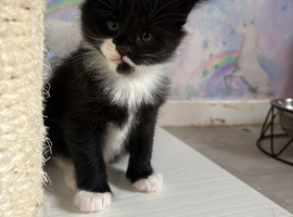 READY NOW Beautiful Ragcoon Kittens for Sale