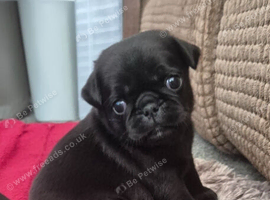 Pug puppies
