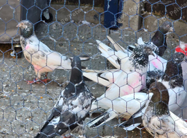 Pakistani pigeons