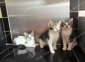 Tabby/White boy kitten