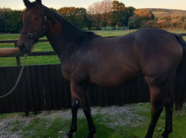 Fully registered thoroughbred filly