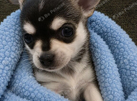 ONE REMAINING BOY Rare Tiny Pedigree Chihuahua Puppies