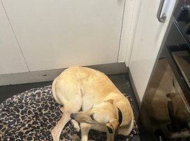 Dog for sale