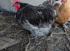 Lovely Orpington Rooster