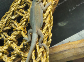 Baby bearded dragons
