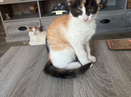 Beautiful calico Turkish van mix kitten ready now