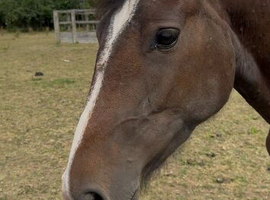 Showjumping/eventing