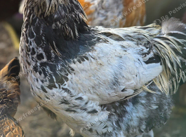 Brahma Cockerells