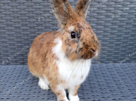 Denny, rex cross lionhead